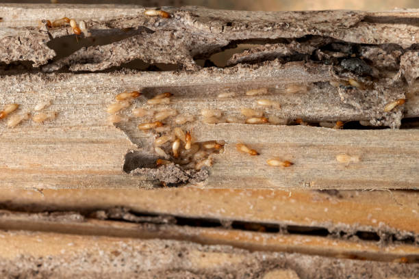 Pest Control for Restaurants in Dauphin, PA