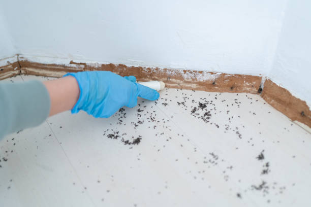 Best Flea Control Services  in Dauphin, PA